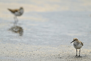Zwergstrandläufer // Little stint (Calidris minuta)