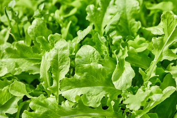 Fresh leaves of arugula growing in organic vegetable garden. Close up fresh green arugula. Top view of plant leaves in sunlight.