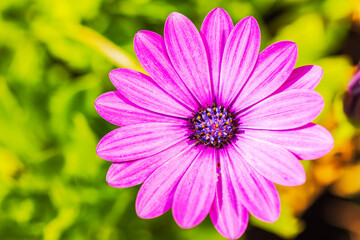 Obraz premium Macro view of pink bush chrysanthemum growing in garden.