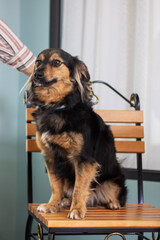 A brown and black dog is peacefully sitting on a wooden chair