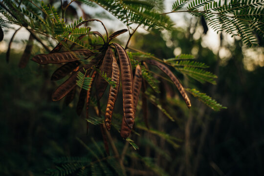 leaves and seed pods of Gleditsia triacanthos inermis tree on the sunset
