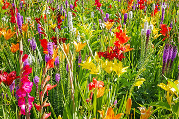 Blumenwiese mit Lilien © Anselm Baumgart