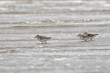 A group of three Sanderlings foraging in shallow surf at the shoreline.
