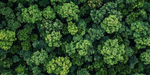 Aerial View of Lush Green Forest, Rainforest Ecosystem and Healthy Environment Background Generative AI