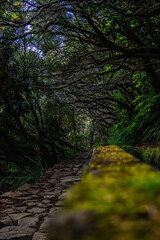 Fototapeta premium Lagoa das 25 Fontes - 25 Fontes Falls - Madeira