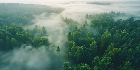 Mystical Foggy Forest Landscape at Misty Morning Generative AI