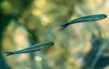 Two sardines in the Mediterranean