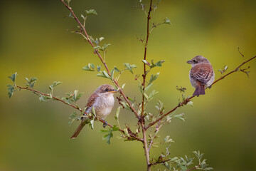 Two young red-backed shrikes sit on the thin branches of a small bush on a summer evening with an olive green background.