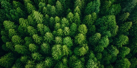 Fototapeta premium Aerial View of a Beautiful Forest Landscape for Travel and Nature Concepts Generative AI