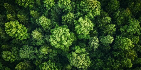 Naklejka premium Aerial View of a Beautiful Forest Landscape for Travel and Nature Concepts Generative AI