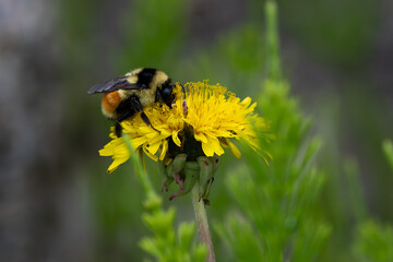 bee on dandelion