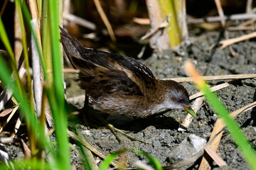 Kleinsumpfhuhn, Kleines Sumpfhuhn - Männchen // Little crake - male (Zapornia parva) - Greece