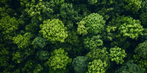 Naklejka premium Aerial View of Dense Green Forest from Drone Generative AI