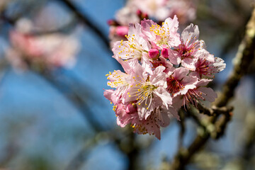 Flor de cerejeira. Sakura