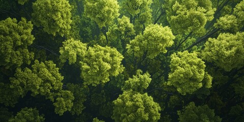Naklejka premium Serene Forest Canopy with Dense Tree Tops, Symbolizing Nature's Bounty and Tranquility Generative AI