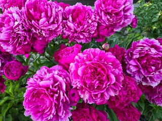 Peonies blooming in the summer days