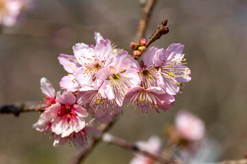 Flor de cerejeira. Sakura