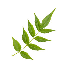 Fresh green wild neem leaves isolated on transparent background