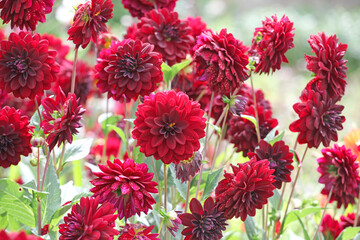 Maroon red decorative dahlia ‘Arabian Night’ in flower. © Alexandra