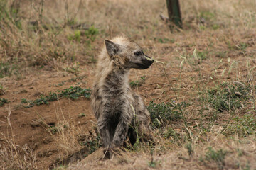 Hyena Cub