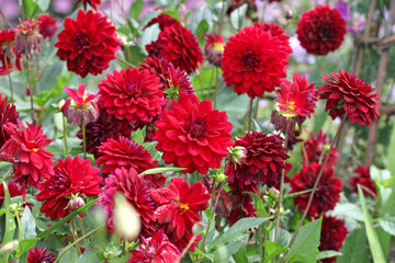 Maroon red decorative dahlia ‘Arabian Night’ in flower.