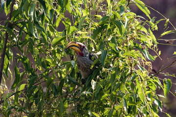 Southern yellow-billed hornbill © Josie