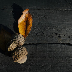 Fall season background with acorns and leaf by copy space for autumn.