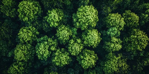 Summer Forest Aerial View from Drone, Nature Landscape Photography Generative AI