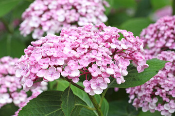 Pink Hydrangea macrophylla 'Ayesha' in flower.