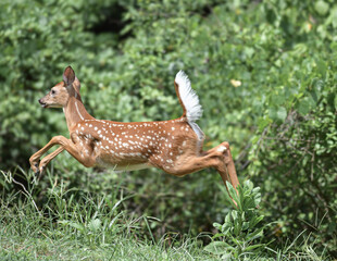 orphaned baby deer eating and playin