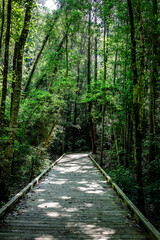 Obraz premium Wooden Boardwalk Path in the woods