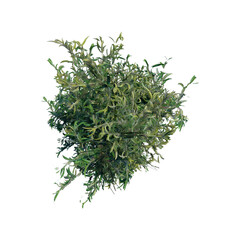 tree top view plant landscape architecture nature garden aerial render.