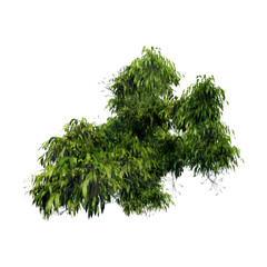 tree top view plant landscape architecture nature garden aerial render.