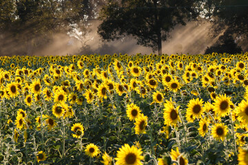 Fototapeta premium Sunflower field at sunset