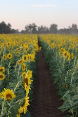 Field of sunflowers