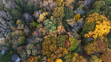 aerial view of autumn trees