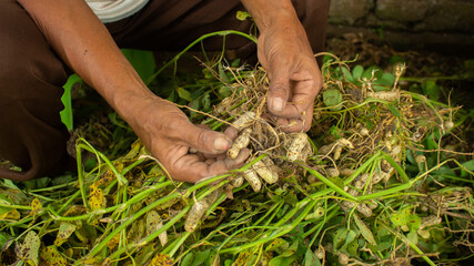 woman farmer hands holding harvest fresh ground peanuts.