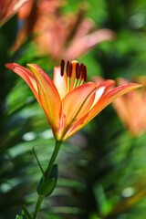 Obraz premium Orange Lily