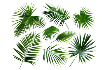 Set of palm leaves isolated on transparent background. PNG, cutout. Clipart collection of green tropical plant branches.