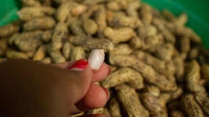 woman farmer hands holding harvest fresh peeled ground peanuts.