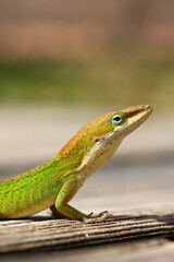 Green Anole Lizard