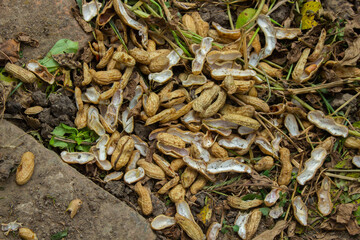 pile of boiled peanut shells in the trash