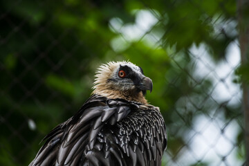 Close-up portrait of Gypaetus barbatus (bearded vulture, also known as the lammergeier and ossifrage) sitting in aviary. Green tree and cage in the background. Soft focus. Animals in captivity theme.