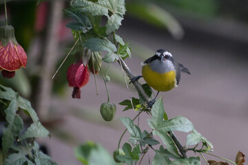 Little yellow and gray bird
