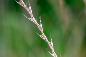 Ear of a poison darnel, Lolium temulentum