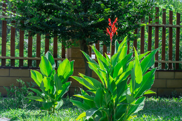 Ornamental red canna indica with green leaves in garden. Indian lily of tropical flower blooming in...