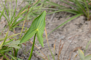 Sagittaria sagittifolia.The wild aquatic plant Sagittaria saggittifolia grows in slow flowing water.