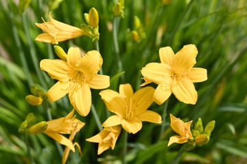 Group of yellow lilies in bloom, close-up photo. Bright lilies in the garden.