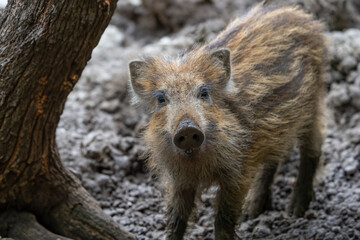 Firschling, Wildschwein 