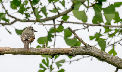 Great crested flycatcher perched on a tree branch.